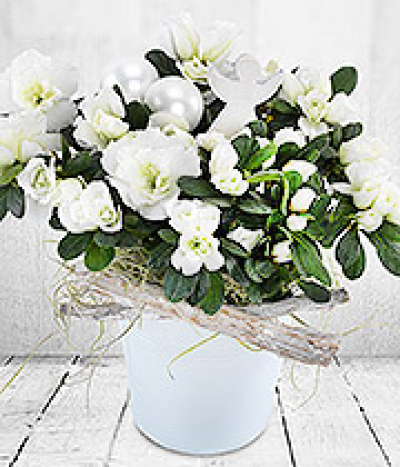 Festive Azalea Plant - A wonderfully gift-wrapped Large Azalea Plant delivered straight to the door. The perfect gift for your green fingered friend. 

Fine print: Plant colour may vary seasonally.