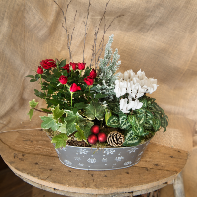 Christmas Planter - Welcome a slice of winter wonderland into your home with an exquisite selection of seasonal plants arranged, and gift wrapped into a festive style container, the perfect alternative to cut flowers. 

*Plants and container may vary upon availability but will always be stunning*